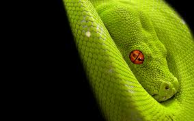 asher bayish bond limelyfe snake
